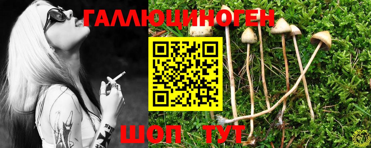 Галлюциногенные грибы Psilocybine cubensis Ростов Великий